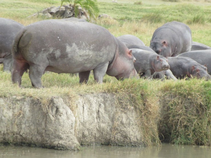 hippo
