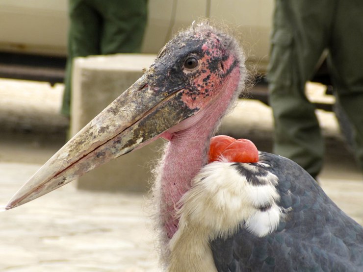 marabu