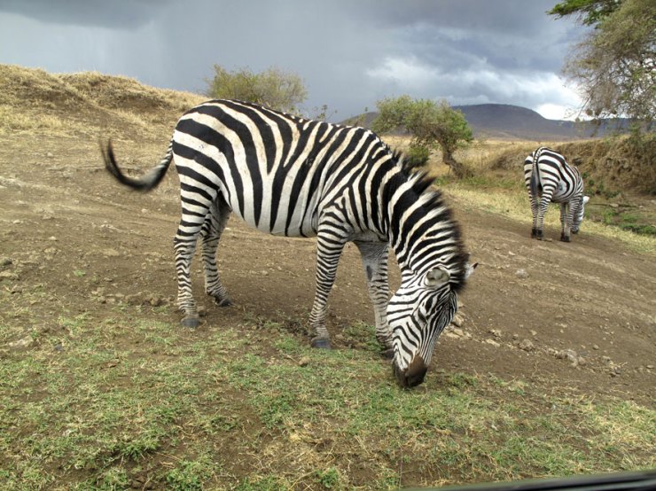 zebra